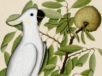 Detail of Sulphur-crested cockatoo (Cacatua galerita) on a custard apple branch (Annona reticulata),