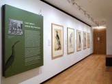 Eastern Art Paintings Gallery -  Lady Impey’s Indian Bird Paintings exhibition, panel and east wall. © Ashmolean Museum, University of Oxford