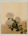 Chrysanthemums (EA1966.161)