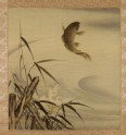 Leaping carp