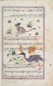Page from a dispersed manuscript of Qazwini's ‘Aja'ib al-Makhluqat