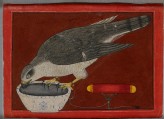 A goshawk drinking (LI118.106)