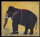 Young elephant eating (LI118.48)