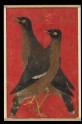 Two myna birds (LI118.68)