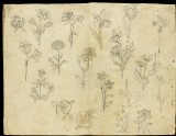 Sheet of flower studies