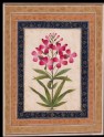 Botanical study of a geranium