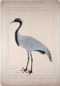 Demoiselle Crane (Anthropoides virgo)