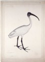 White Ibis (Threskiornis melanocephala) (LI901.11)