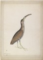 Immature Night Heron (Nycticorax nycticorax)