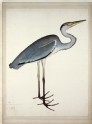 Grey Heron (Ardea cinerea) (LI901.13)