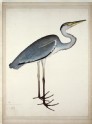 Grey Heron (Ardea cinerea)