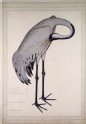 Common Crane (Grus grus) (LI901.14)