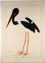 Black-necked Stork (Xenorhynchus asiaticus)