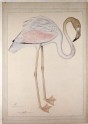 Greater Flamingo (Phoenicopteros ruber)