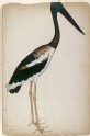 Black-necked Stork (Xenorhynchus asiaticus)