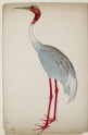 Sarus Crane (Grus antigone) (LI901.3)