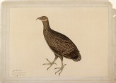 Female Monal, or Impeyan Pheasant (Lophophorus impejanus)