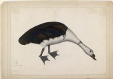 Male Nukta, or Comb Duck (Sarkidornis melanotus) (LI901.5)