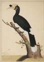 Pied Hornbill (Anthracoceros malabaricus) (LI901.7)