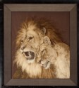 Lion and lioness (LI1956.10)