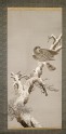 Hawk on a snowy pine branch (LI1956.20)