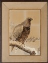 Golden eagle on a snowy pine branch (LI1956.6)
