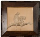 Pair of macaque monkeys on a branch, one grooming the other (LI1956.9)