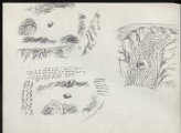 Three sketches of crops