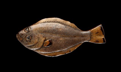 Figure of a flatfishfront