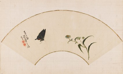 Butterfly and fleabanefront