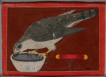 A goshawk drinkingfront