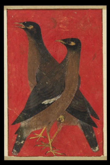 Two myna birdsfront