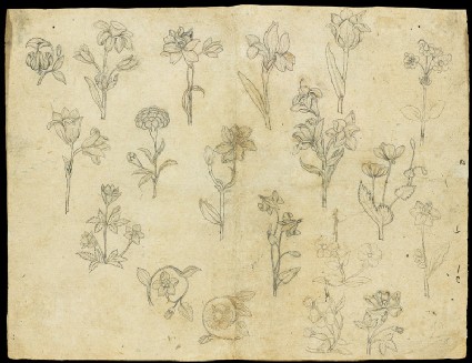 Sheet of flower studiesfront