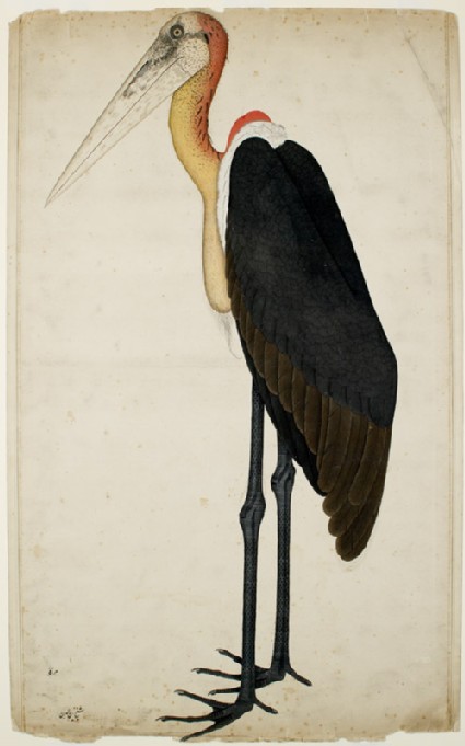 Adjutant Stork (Leptoptilos dubius)front