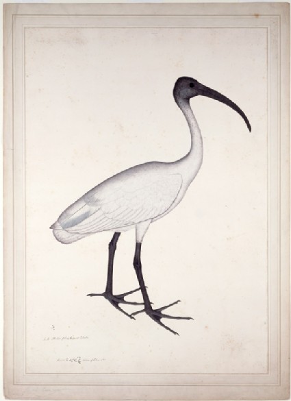 White Ibis (Threskiornis melanocephala)front