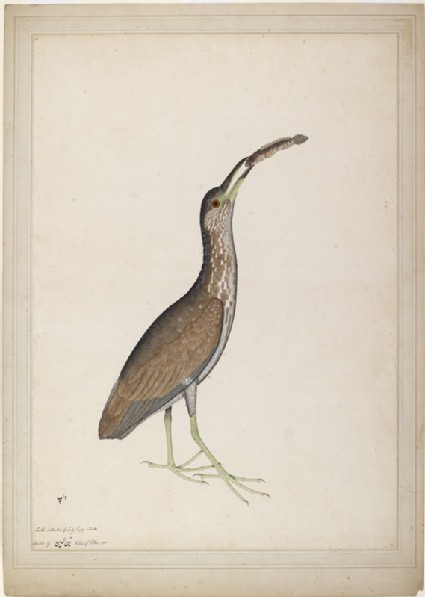 Immature Night Heron (Nycticorax nycticorax)front