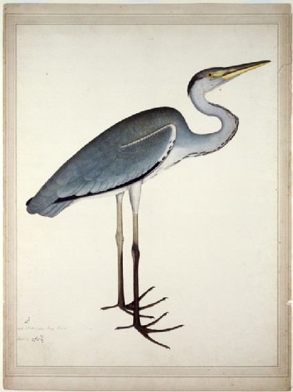 Grey Heron (Ardea cinerea)front