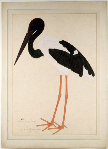 Black-necked Stork (Xenorhynchus asiaticus)front