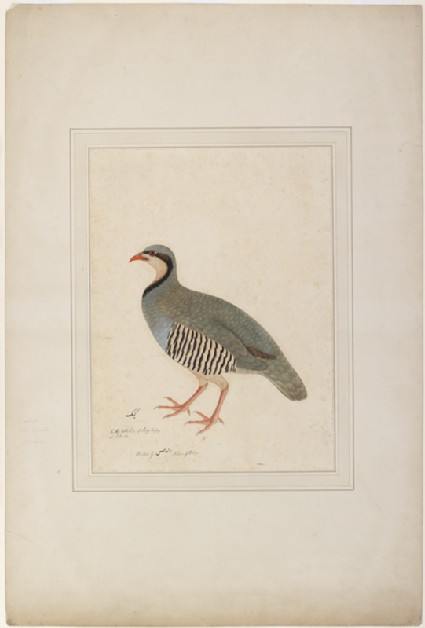 Chukor Partridge (Alectoris chukar)front