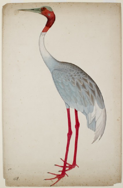 Sarus Crane (Grus antigone)front