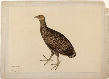 Female Monal, or Impeyan Pheasant (Lophophorus impejanus)front