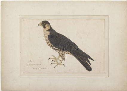 Peregrine (Shahin) Falcon (Falco peregrinus)front