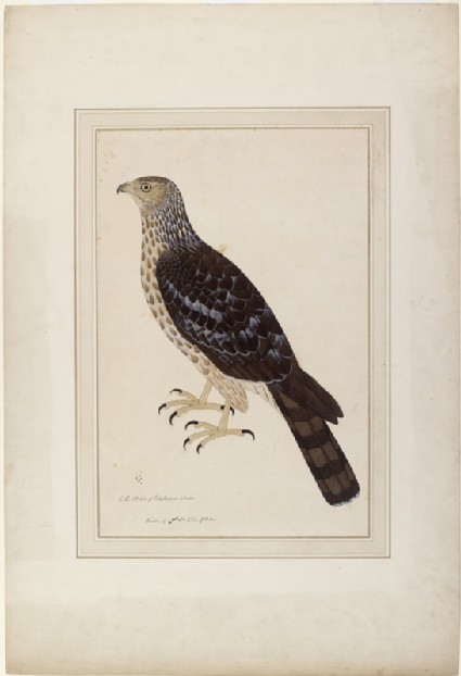 Crested Honey Buzzard (Pernis ptilorhynchus)front