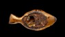 Figure of a flatfish (bottom)