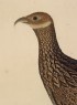 Female Monal, or Impeyan Pheasant (Lophophorus impejanus) (detail)