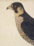 Peregrine (Shahin) Falcon (Falco peregrinus) (detail)