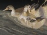 Ducks by a river bank (detail, Cat. No. 9)