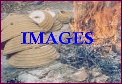 Normally you would click here to proceed to this image link